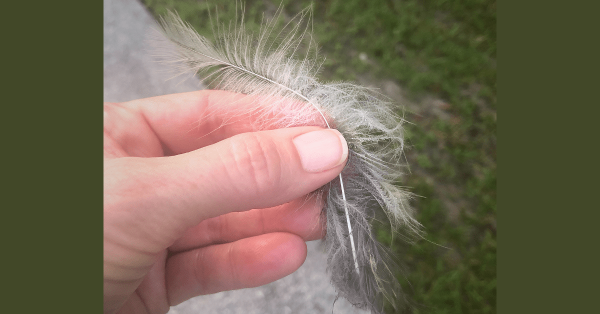 feather (featured image)